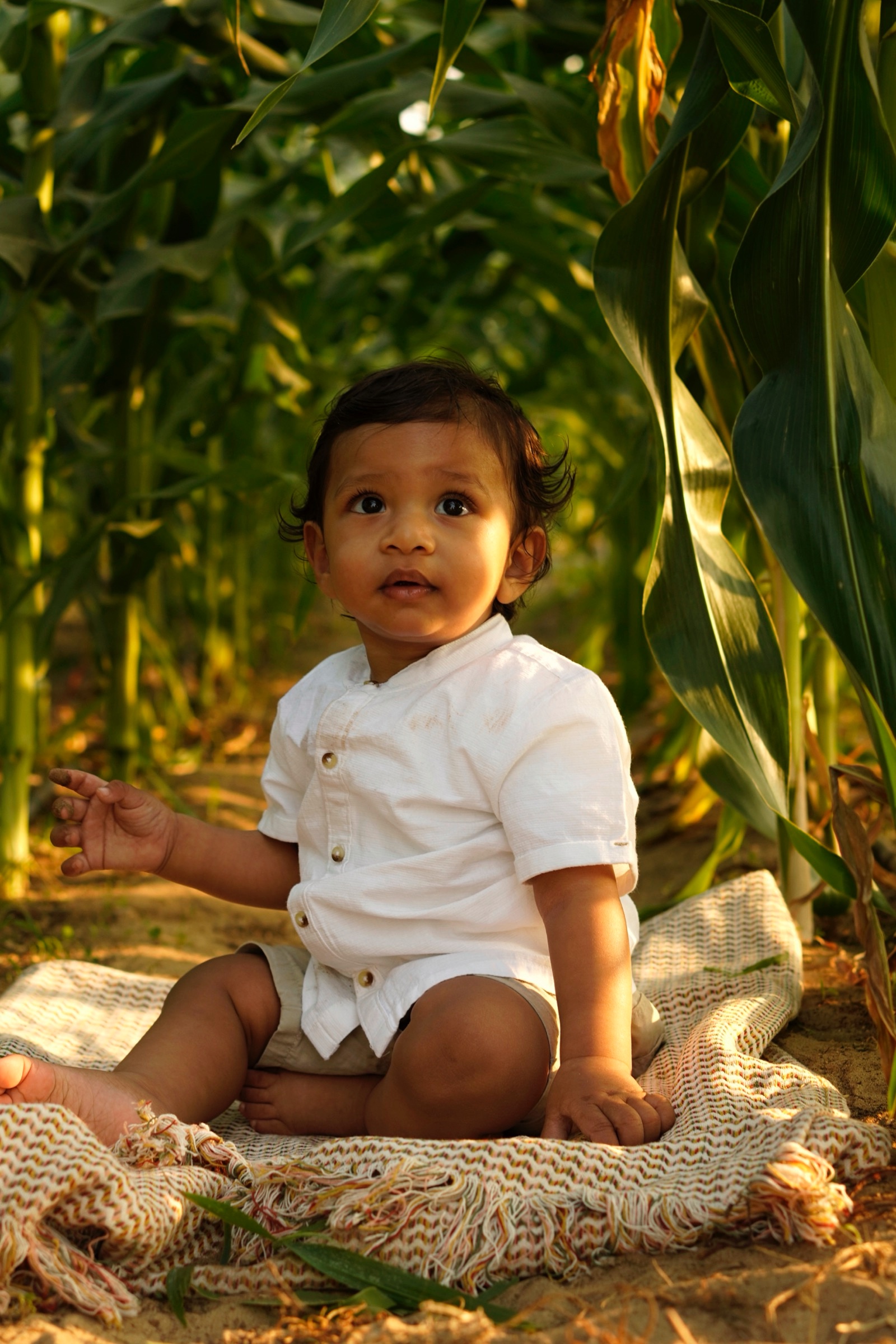 Toddler boy seated in a corn field at golden hour