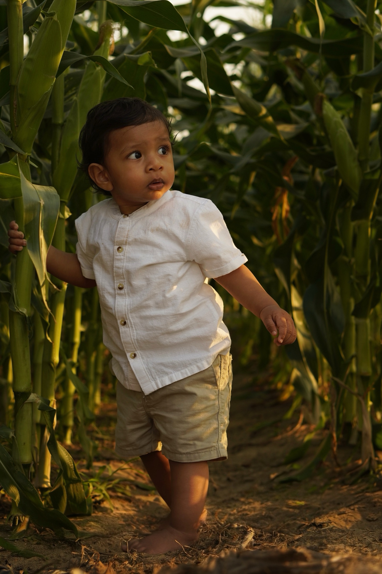 Toddler boy walking through rows of corn