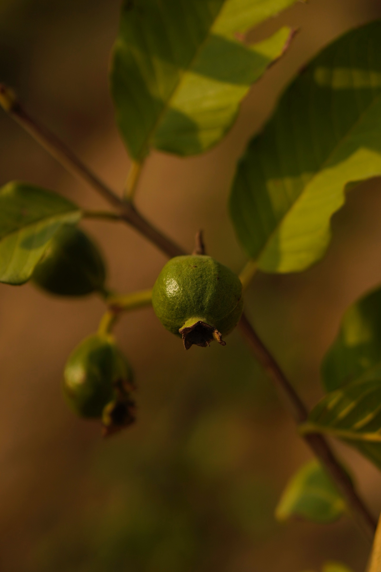 Pomegranates growing on a branch, farm detail