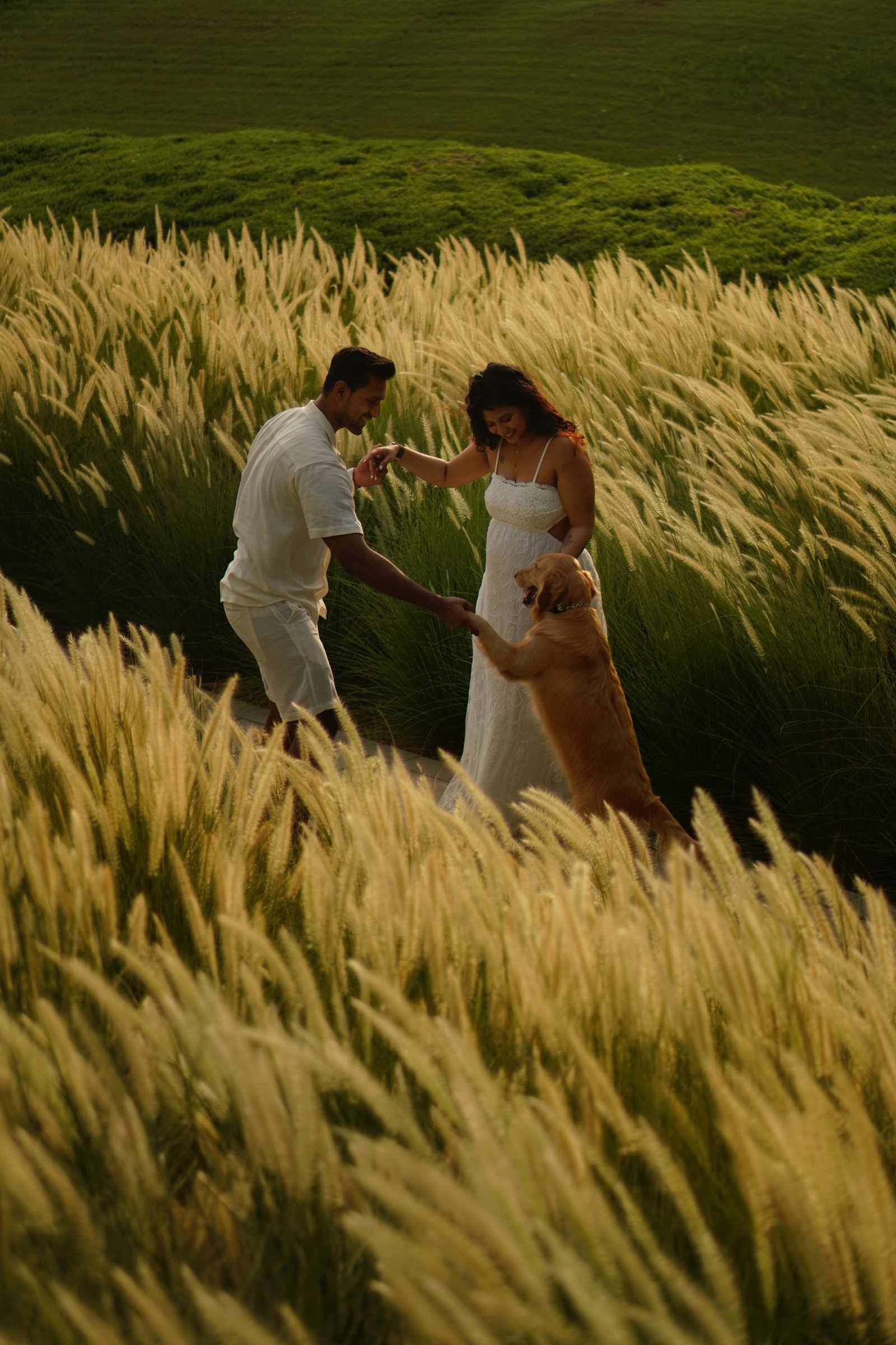 Couple sharing a kiss in a golden wheat field
