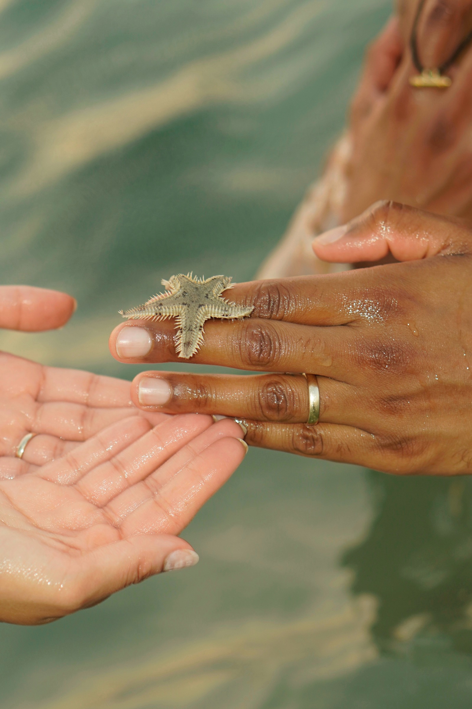 Starfish held in hands over the water